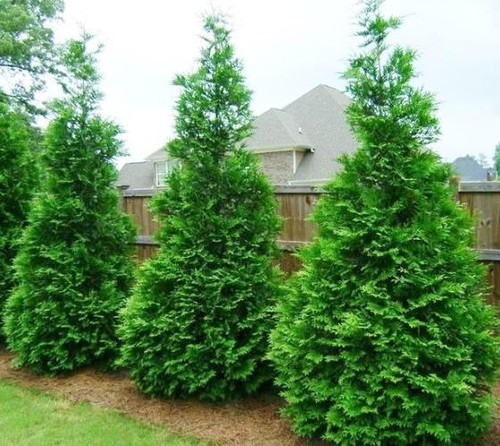 Green giant arborvitae - 4,