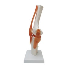 Human Knee Joint Model