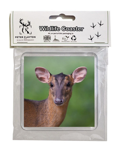 Drink coaster muntjac deer - drink,