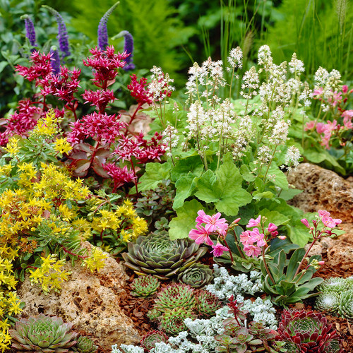 Mixed alpine plants - plants,