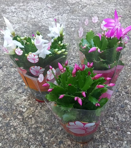 Christmas cactus - 2,