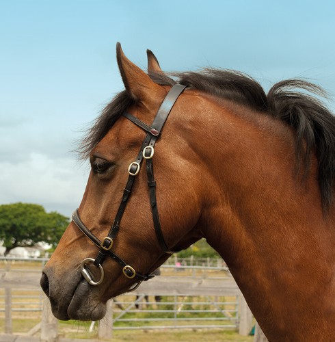 Windsor leather hand horse - windsor,