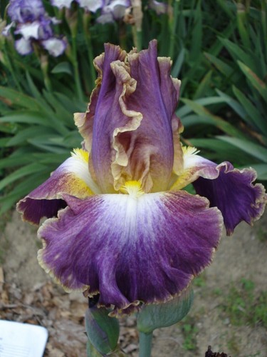 Iris bearded bicolor - iris,