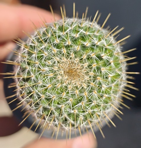 Mammillaria celsiana - mammillaria,