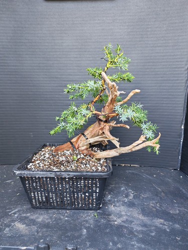 Tanuki needle juniper bonsai - juniper,