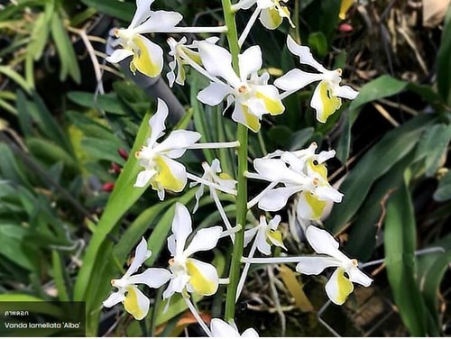Rare vanda lamellata alba - rare,