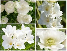 50 White Summer Flowering