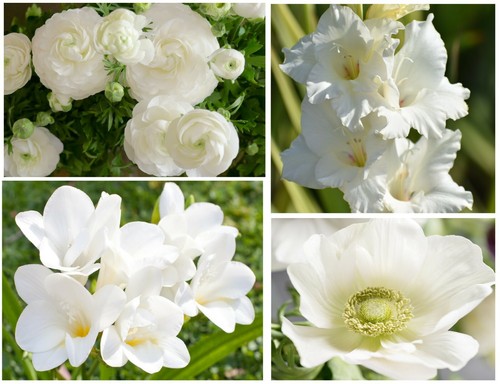 White summer flowering - 50,