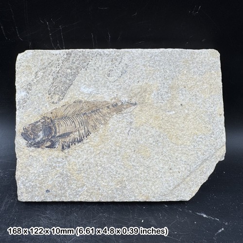 Fossilised diplomystus fossil