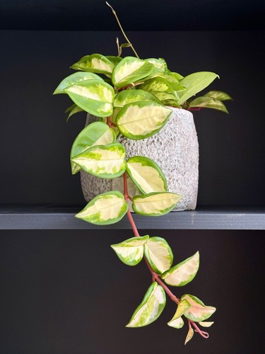 Hoya carnosa tricolour - hoya,