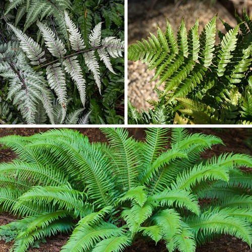 Colourful hardy fern - colourful,