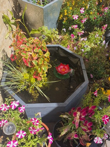 Raised garden pond aquatic - pond,