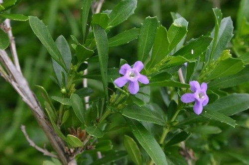 Freylinia tropicana - freylinia,