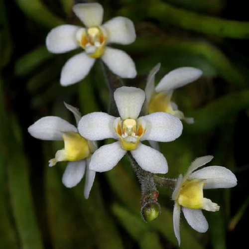 Rare chiloschista usneoides - chiloschista,