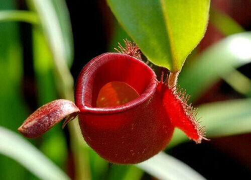 Nepenthes ampullaria red - red,