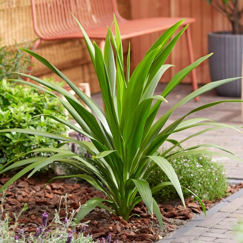 Cordyline atlantic green - cordyline,
