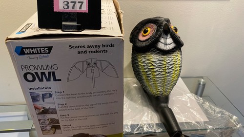 Whites prowling owl bird - prowling,