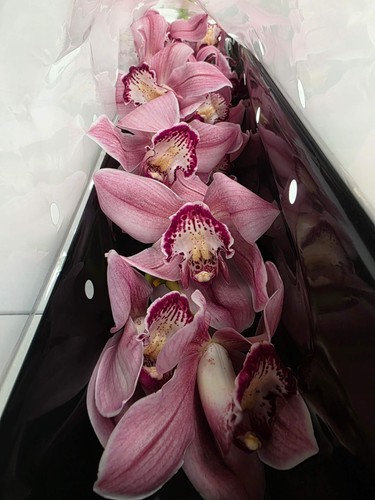 Farm fresh orchid cymbidium - fresh, orchid/cymbidium