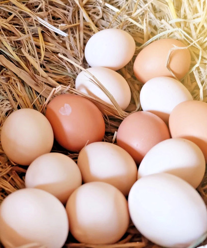 Free range eggs - my, big