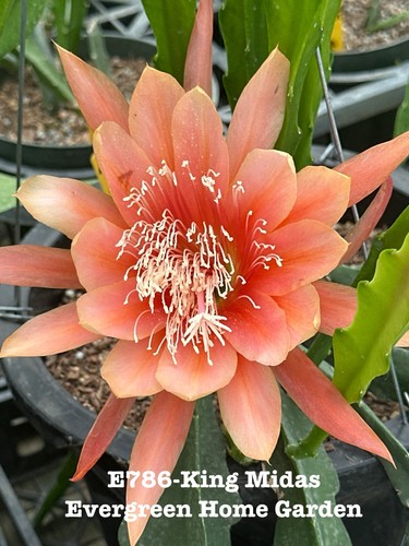 Rooted epiphyllum orchid - epiphyllum,