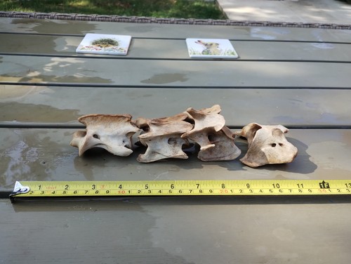 Fallow deer bones - deer,