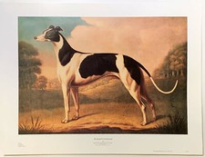An English Greyhound by Benjamin Killingbeck painting reproduction print large