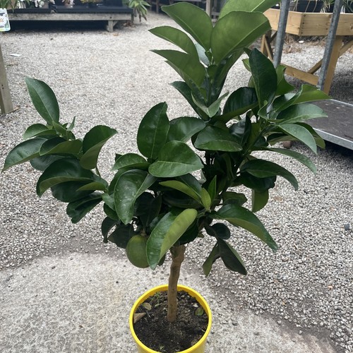 Citrus bergamot 20cm pot - ,