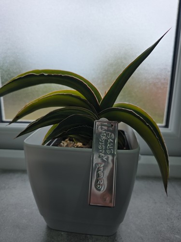 Sansevieria robusta dwarf - sansevieria,