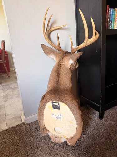 Large point whitetail - point, deer