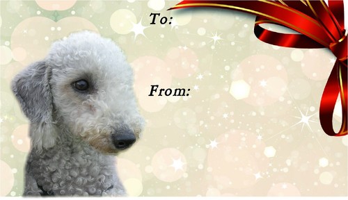 Bedlington terrier dog - terrier, self