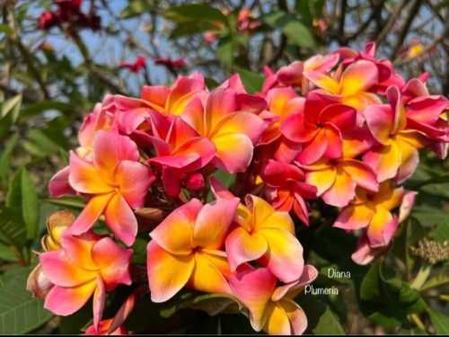 Fresh seeds frangipani - 5,