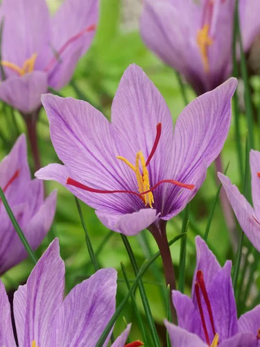 15x crocus sativus - crocus,