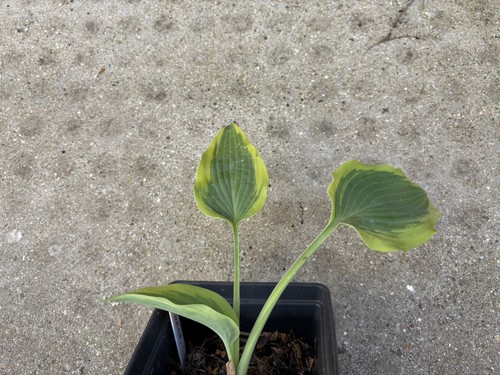 Hosta seducer medium - hosta,