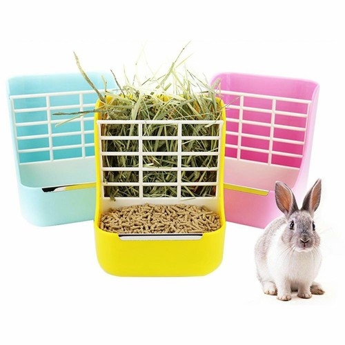 Rabbit guinea pig - rabbit,