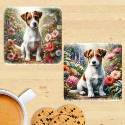 Jack russell terrier - jack,