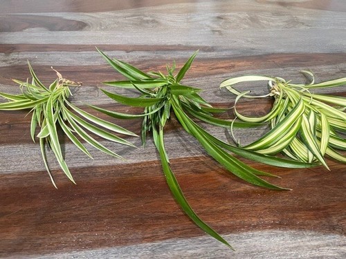 Sale spider plants - 15,