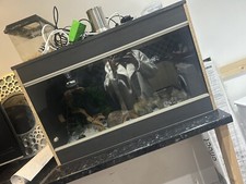 reptile vivarium set up