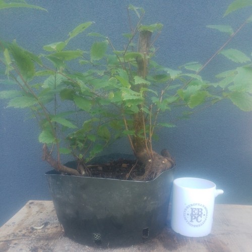 Elm bonsai tree - tree, raw