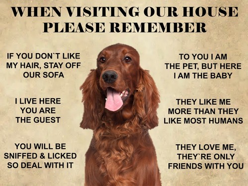 Irish red setter dog - setter, house