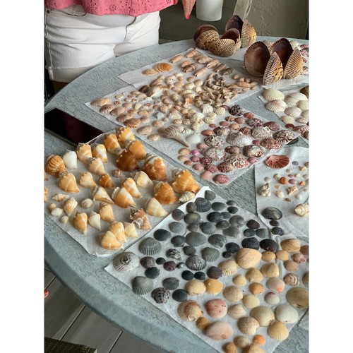Sea shell collection 5 - shell,