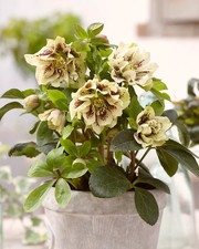 HARDY  Hellebore Yellow Spot