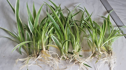 Well rooted air - rooted,