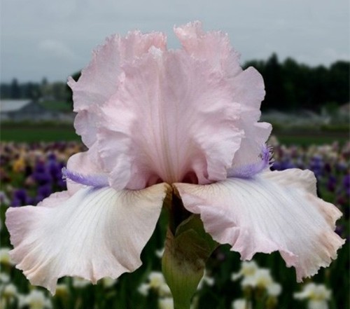 Tall bearded iris - bearded, rare