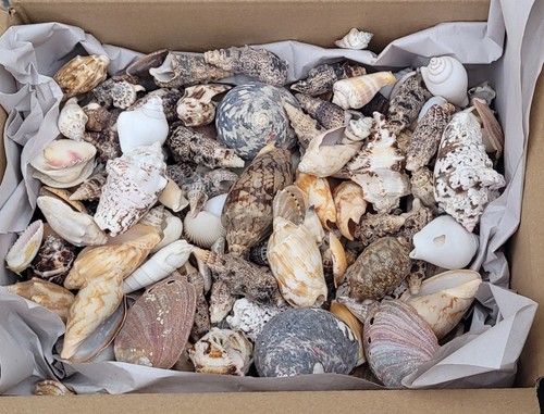 2kg mixed sizes species - 2kg, grades