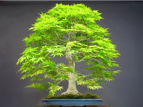 Japanese maple acer - japanese,