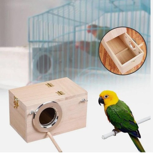 Parrot budgie lovebirds - parrot,