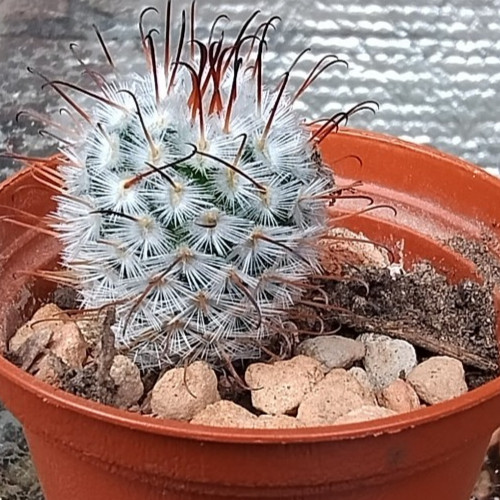 Cactus mammillaria - cactus,