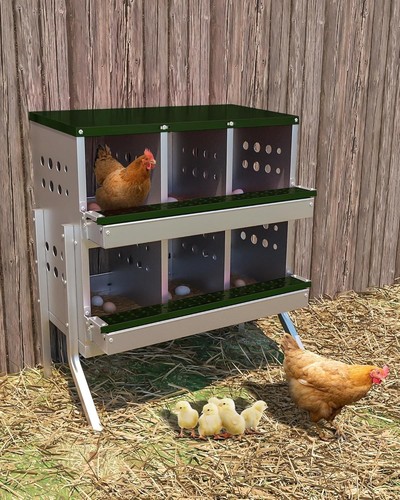 Tier holes chicken - 6, nesting