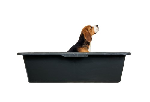 Dog bath drinking - dog, bath,drinking