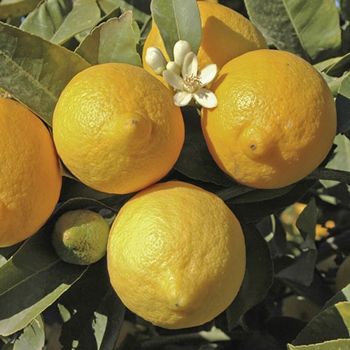 Citrus fruit trees pair of - fruit, trees,